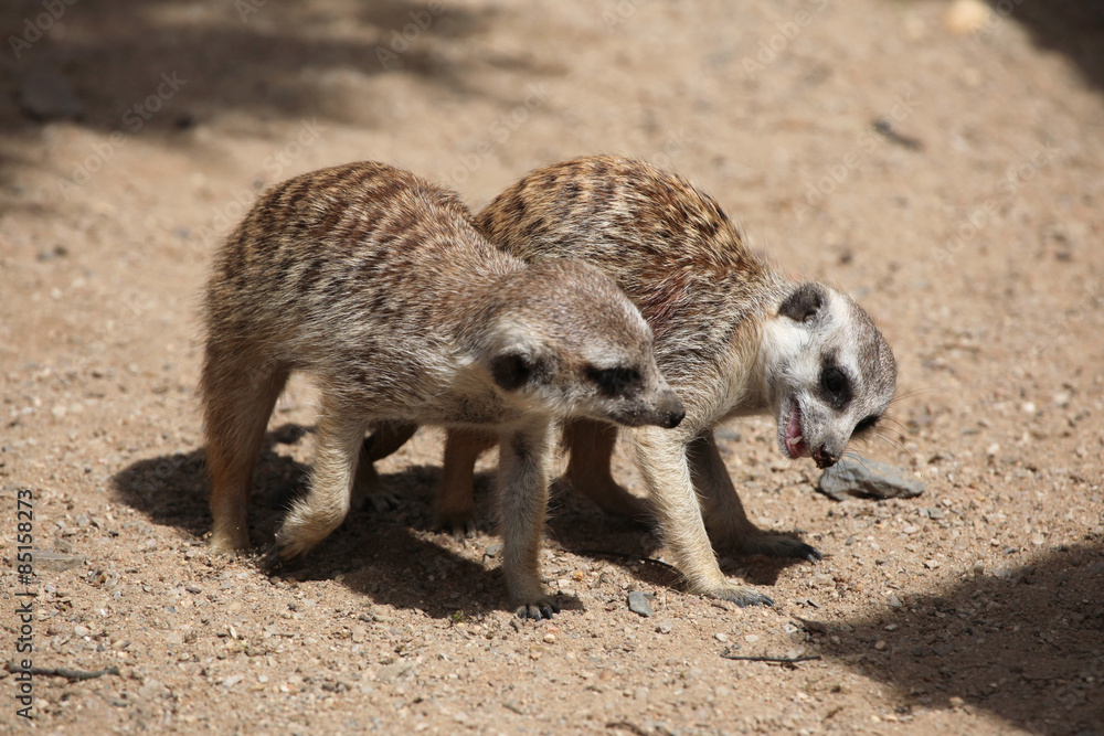 Fototapeta premium Meerkat (Suricata suricatta)