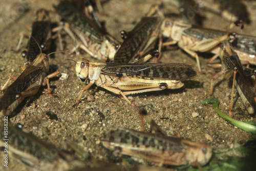 Desert locust (Schistocerca gregaria).