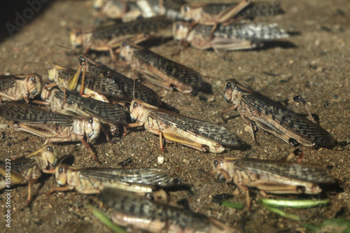 Desert locust (Schistocerca gregaria). photo