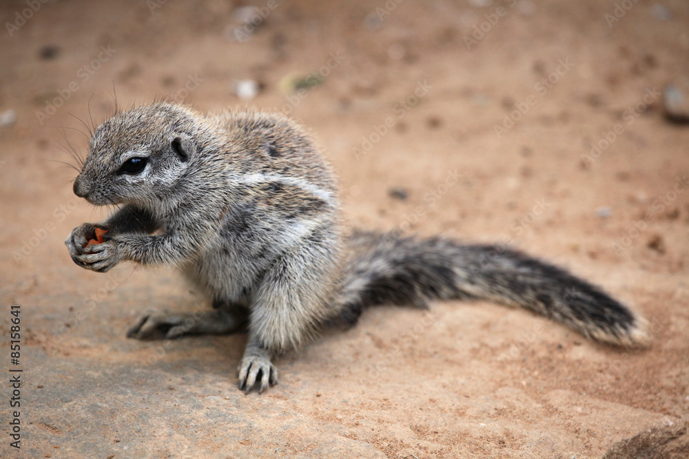 Cape ground squirrel (Xerus inauris). Cape ground squirrel (Xerus inauris).