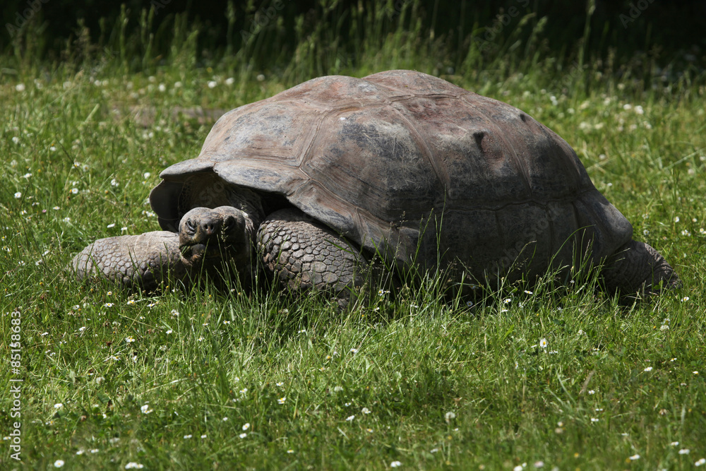 Fototapeta premium Santa Cruz Galapagos giant tortoise (Chelonoidis nigra porteri). Wildlife animal.