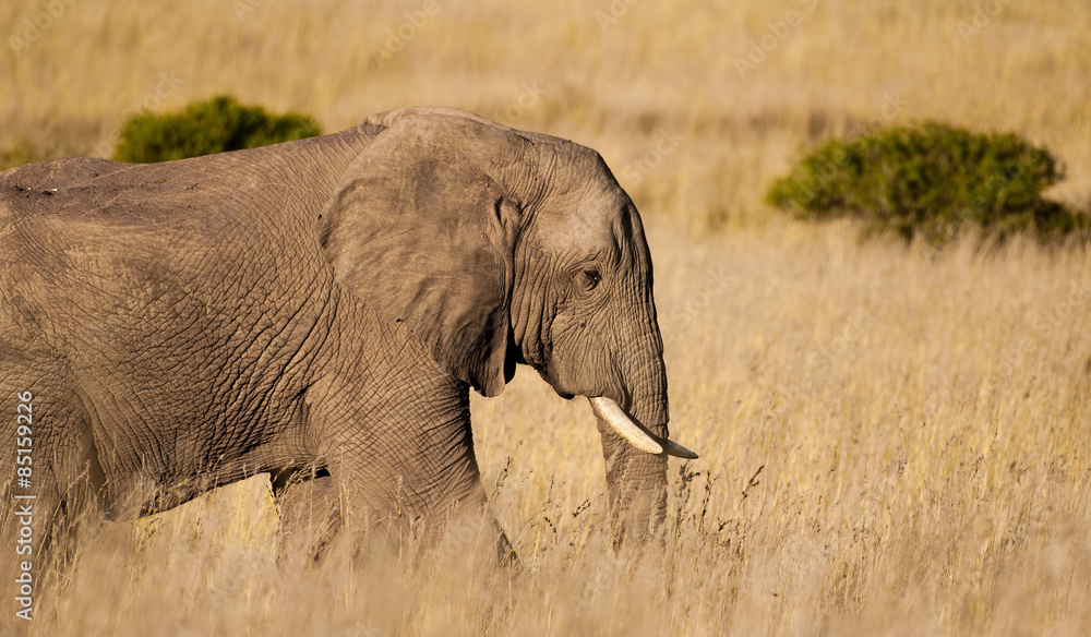 Elephant on the plain