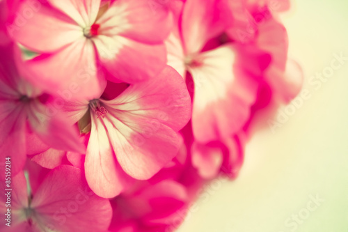 pink flower, instagram look