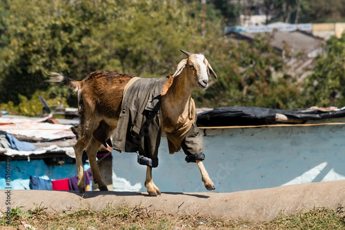 Goat dressed in jacket photo