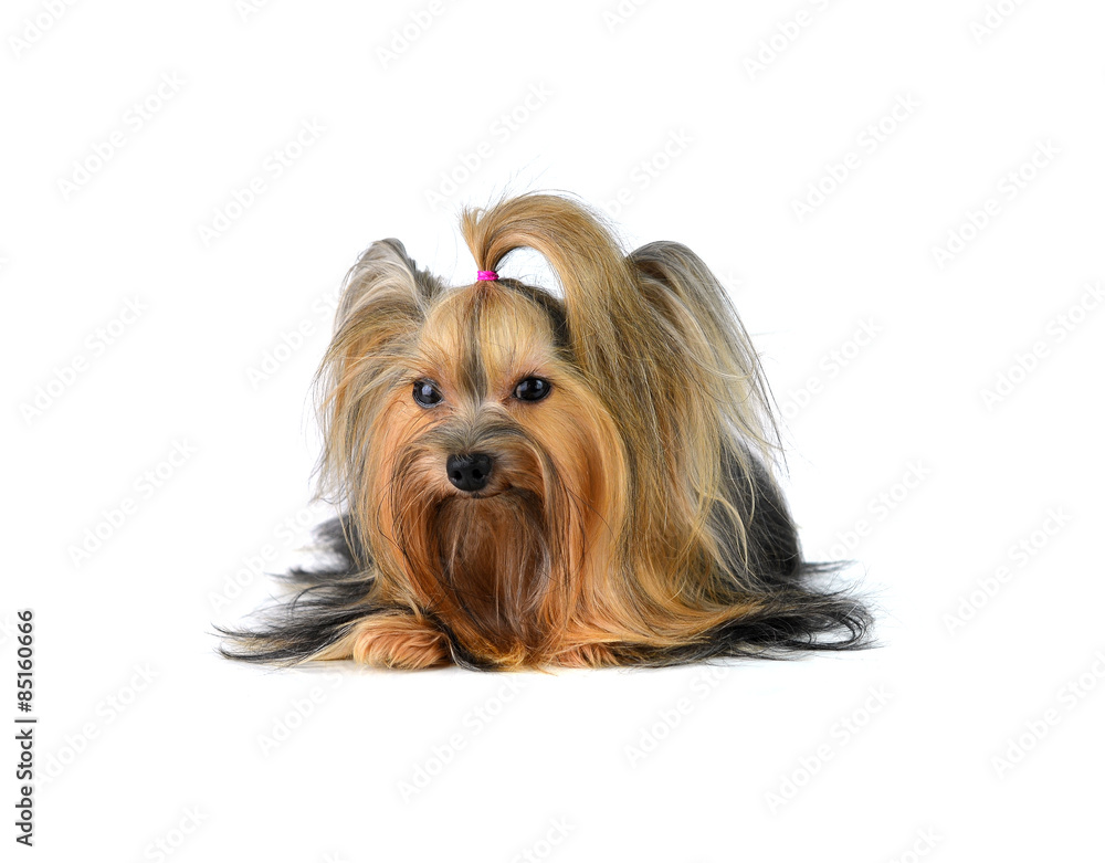 yorkshire terrier isolated on white yorkshire terrier isolated on white