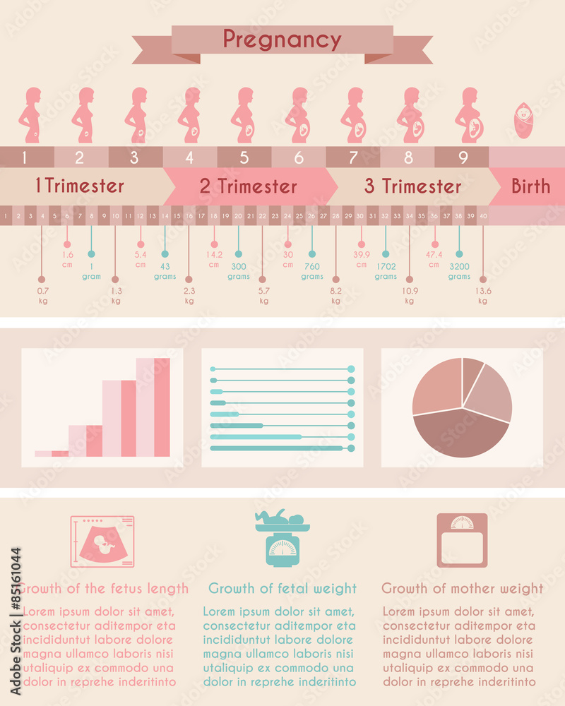 Photo &amp; Art Print Pregnancy, birth. Infographics with timeline of human fetus, K3Star