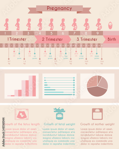 Pregnancy, birth. Infographics with timeline of human fetus