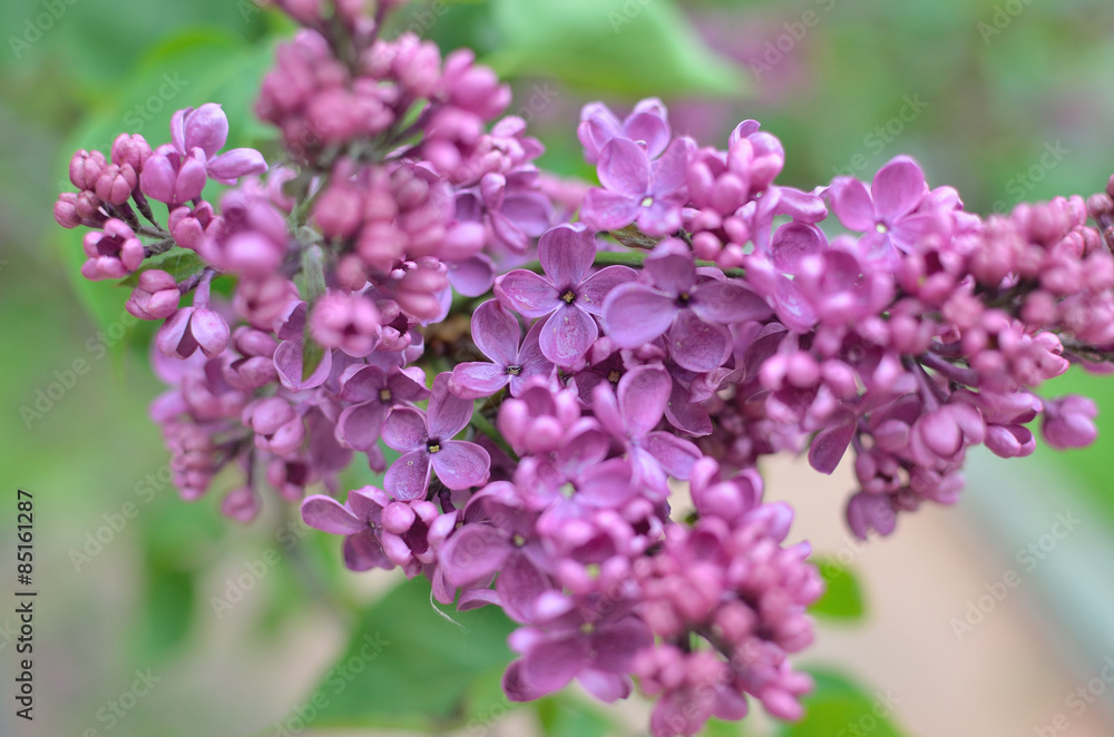 Syringa lilac flowers close up