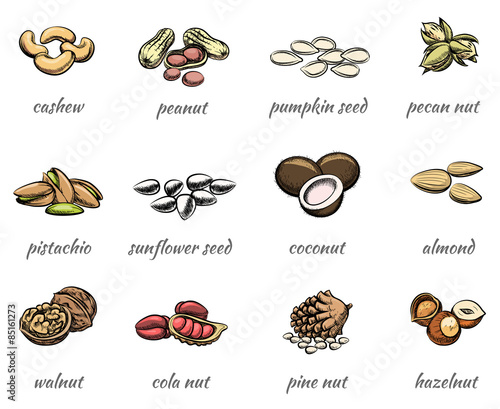 Vector nuts icons