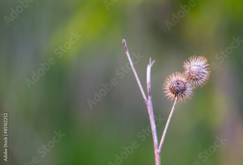 Two dry burrs