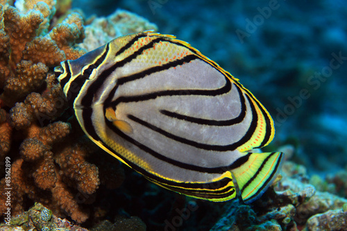 фотографія Scrawled butterflyfish (Chaetodon meyeri)