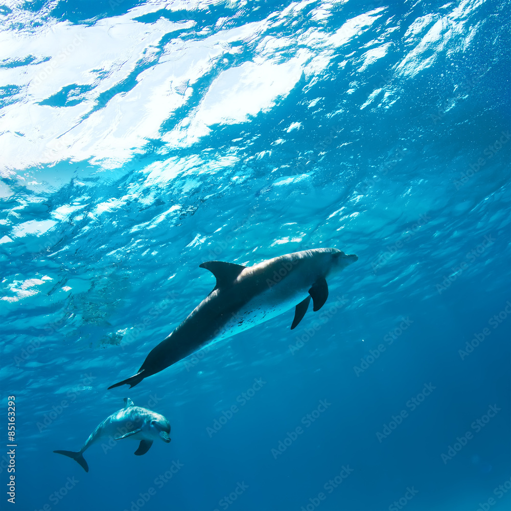 Naklejka premium Two dolphins underwater in blue sea under water surface