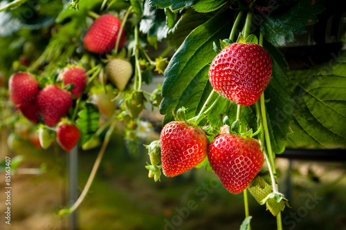 Fotografia, Obraz Ripe strawberries.