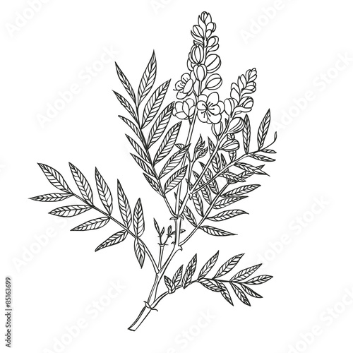 senna plant - linear vector drawing on a white background