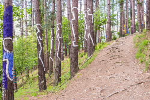 The forest of Oma, Urdaibai Biosphere Reserve, Bizkaia (Spain) photo