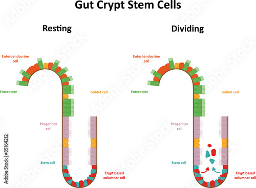 Gut Crypt Stem Cells Diagram photo
