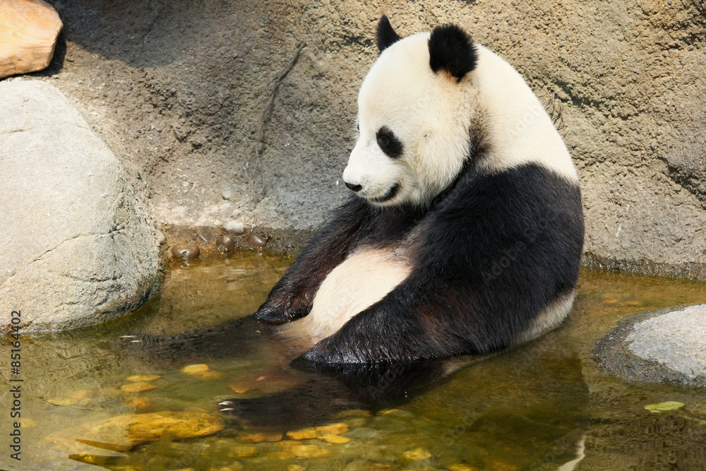 Fototapeta premium Giant panda sitting in water