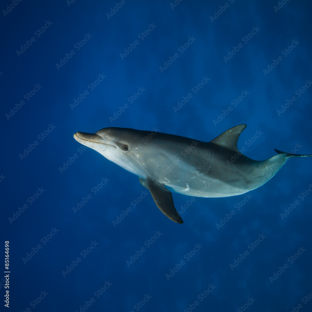Obraz premium Red sea diving. Wild dolphin underwater swimming under surface with reflection
