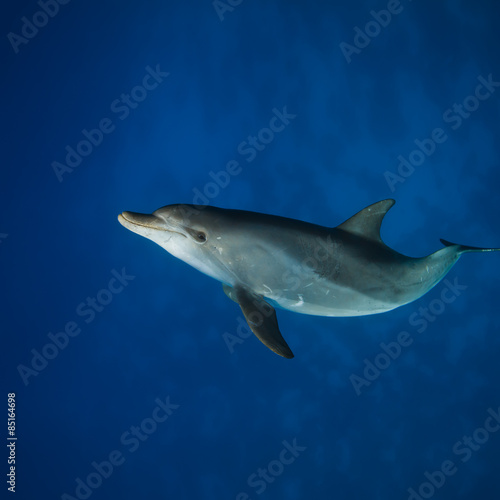 Red sea diving. Wild dolphin underwater swimming under surface with reflection