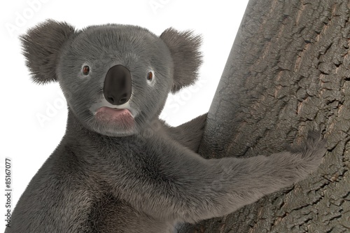 Photography 3d render of koala bear