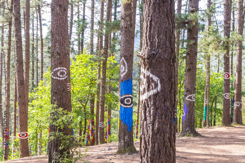 Cuadro en lienzo The forest of Oma, Urdaibai Biosphere Reserve, Bizkaia (Spain)