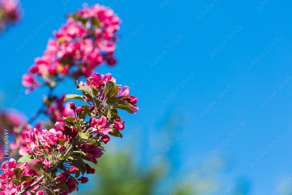 Spring, outdoor, sunlight.