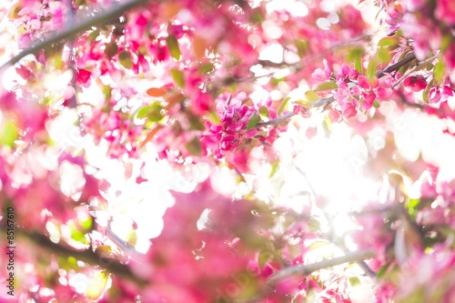 Spring  flower  background.