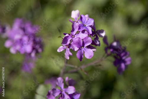 Wallpaper Mural Pretty purple flowers Torontodigital.ca