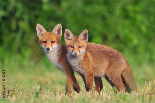 Two red foxes © Soru Epotok