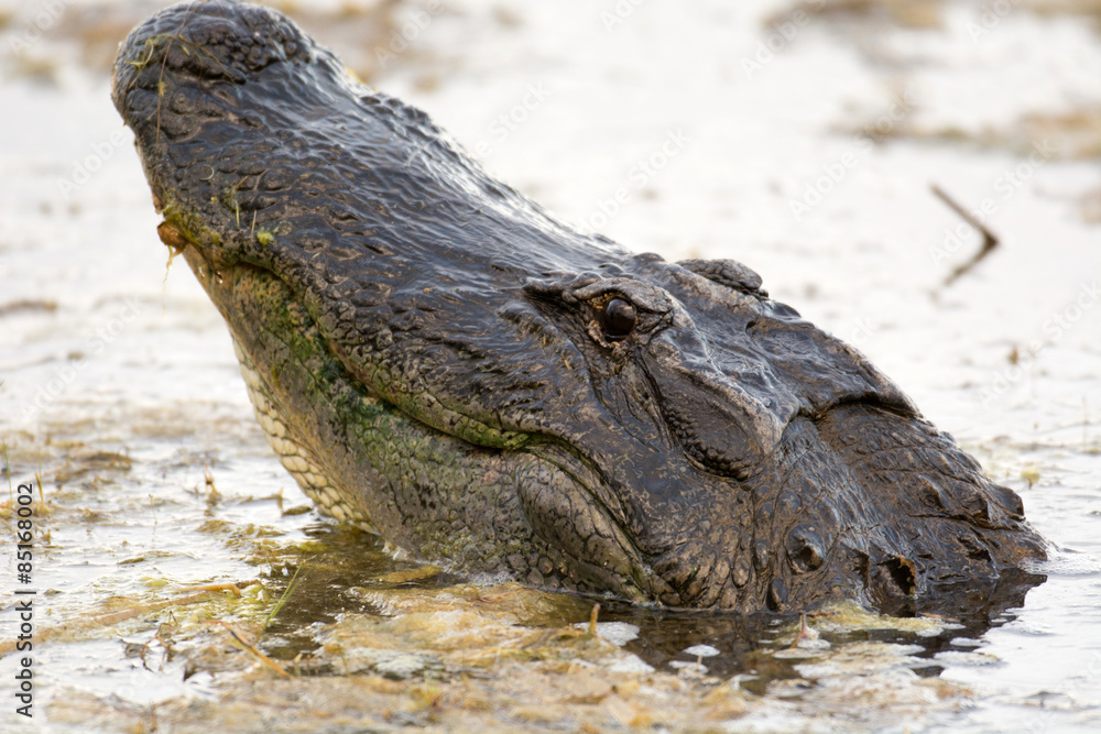 Obraz premium Large American alligator in The water