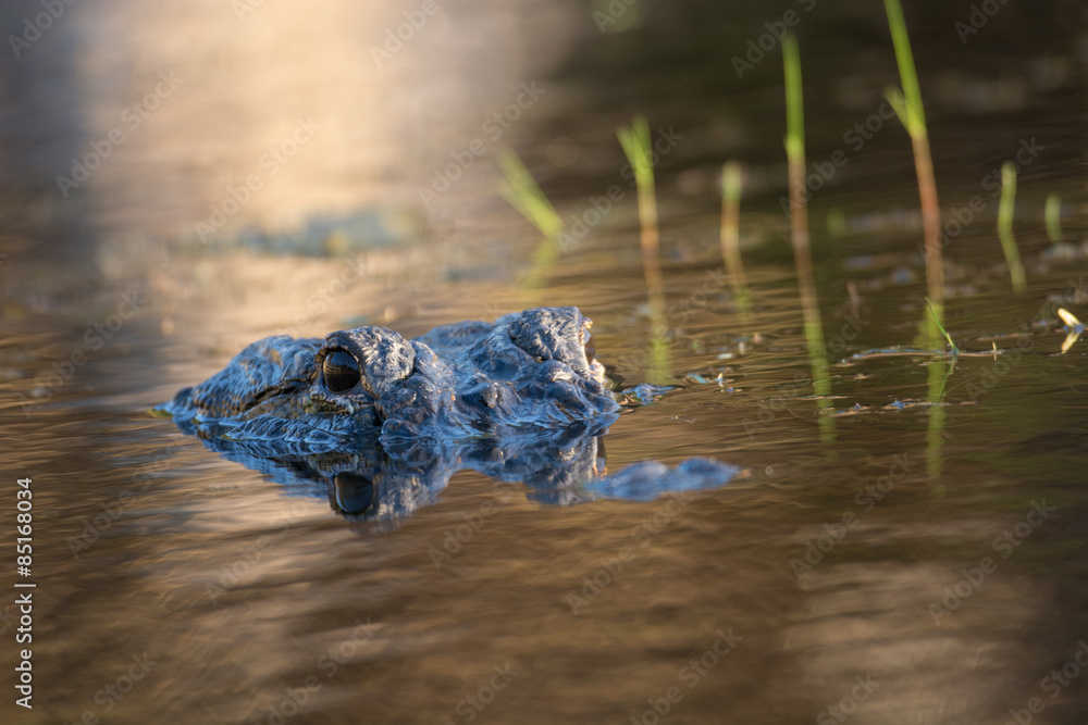 Obraz premium Large American alligator in The water