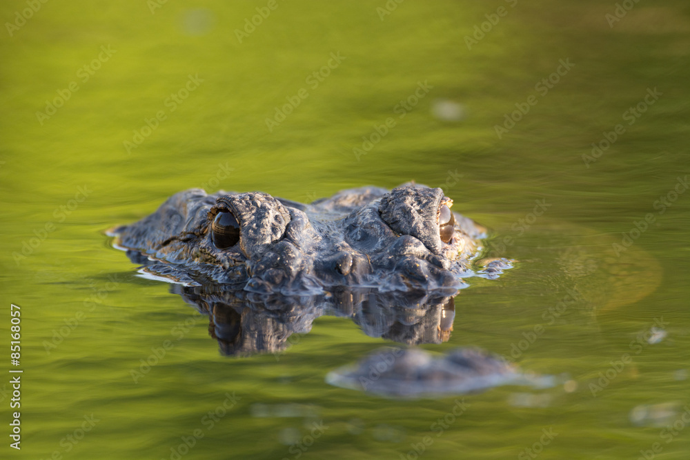 Large American alligator in The water Large American alligator in The water