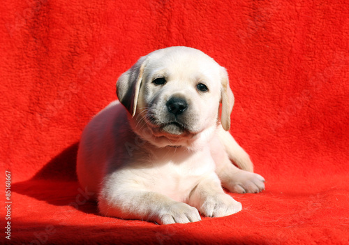 the labrador puppy on a red background © yarvet