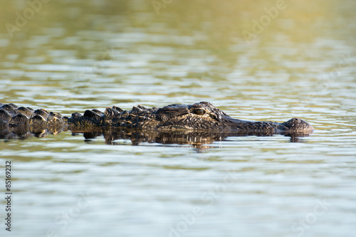 Large American alligator in The water