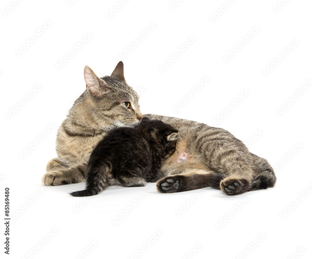 Female tabby cat and kitten