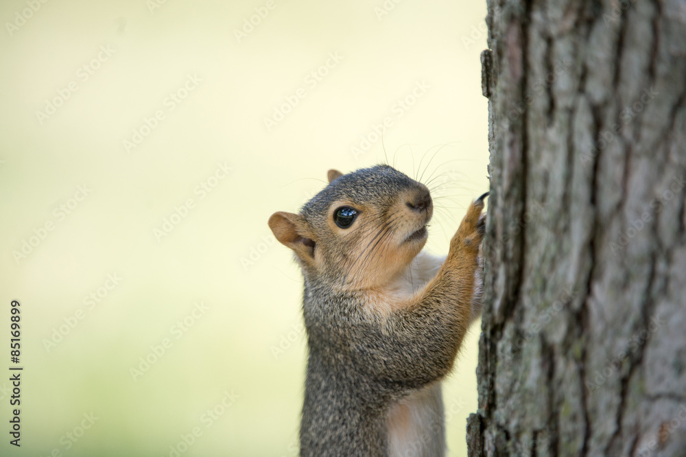 Eastern gray squirrel on tree Eastern gray squirrel on tree