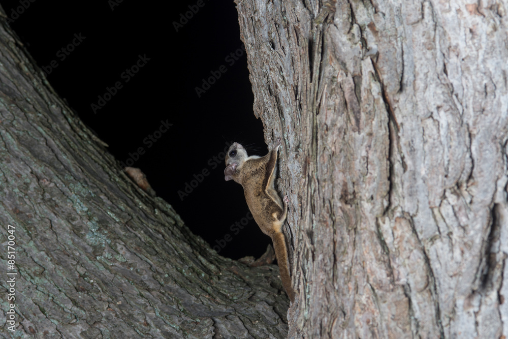 Obraz premium Fkying squirrel on a tree