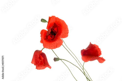 Fototapeta Naklejka Na Ścianę i Meble -  Poppy flowers
