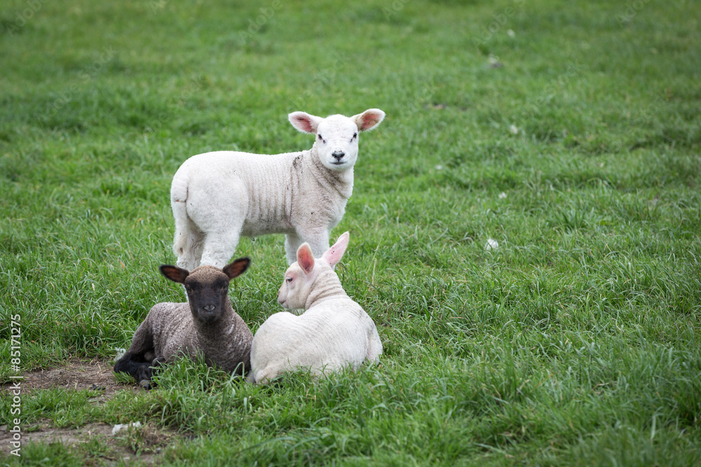 Obraz premium Newborn Lambs