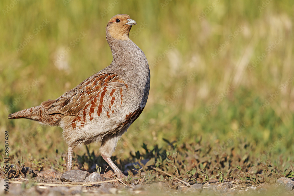 Prideful/Grey partridge Prideful/Grey partridge