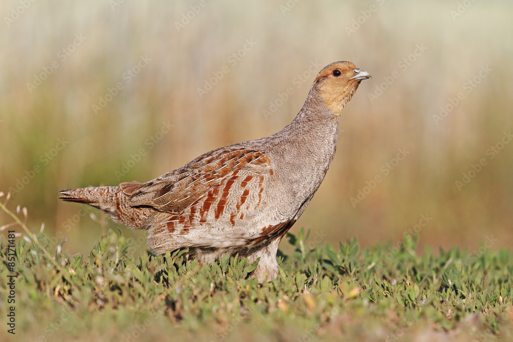 interesting chicken/Grey partridge interesting chicken/Grey partridge