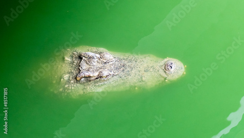 Crocodile floating in the water close up