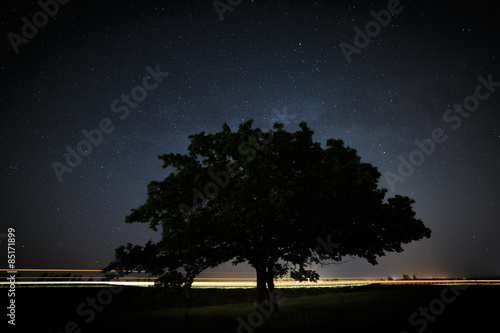 Oak tree with green leaves on a background of the night sky 