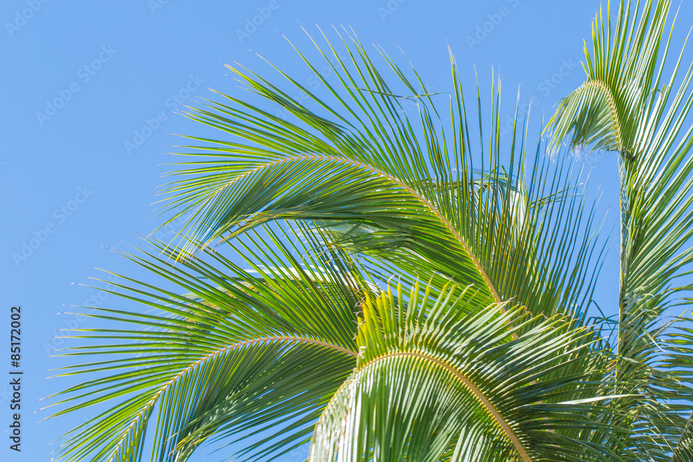 Fototapeta premium palmes de cocotier sur fond de ciel bleu 