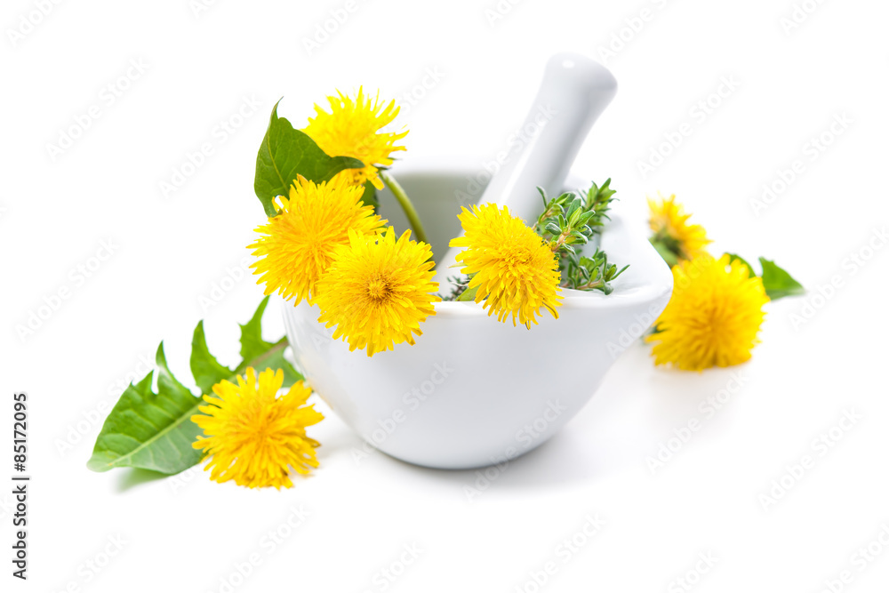 Healing herbs. Dandelion isolated on white background Healing herbs. Dandelion isolated on white background
