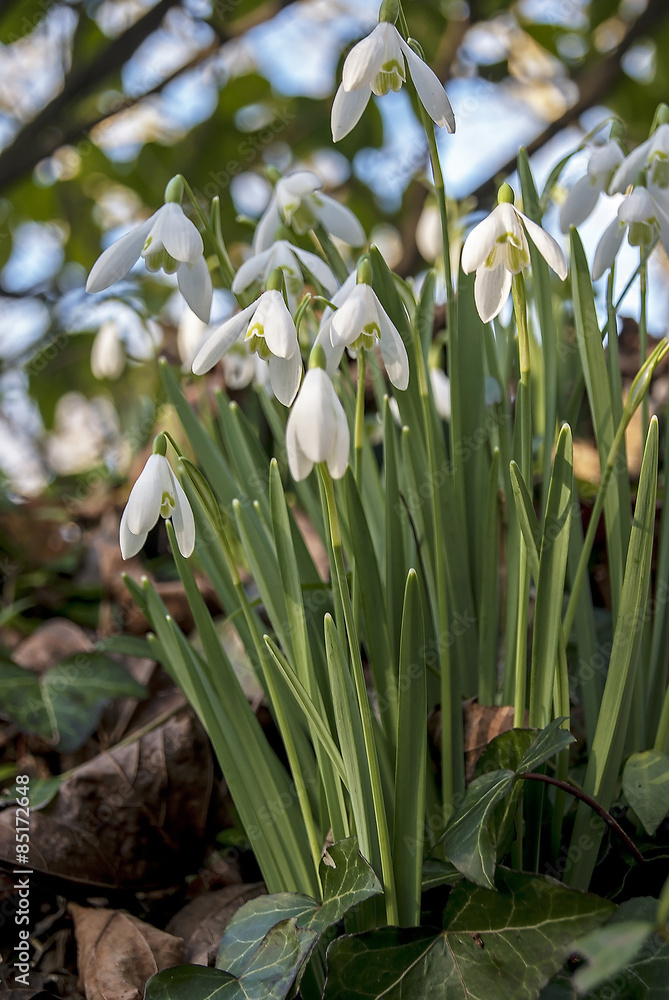 snowdrops snowdrops
