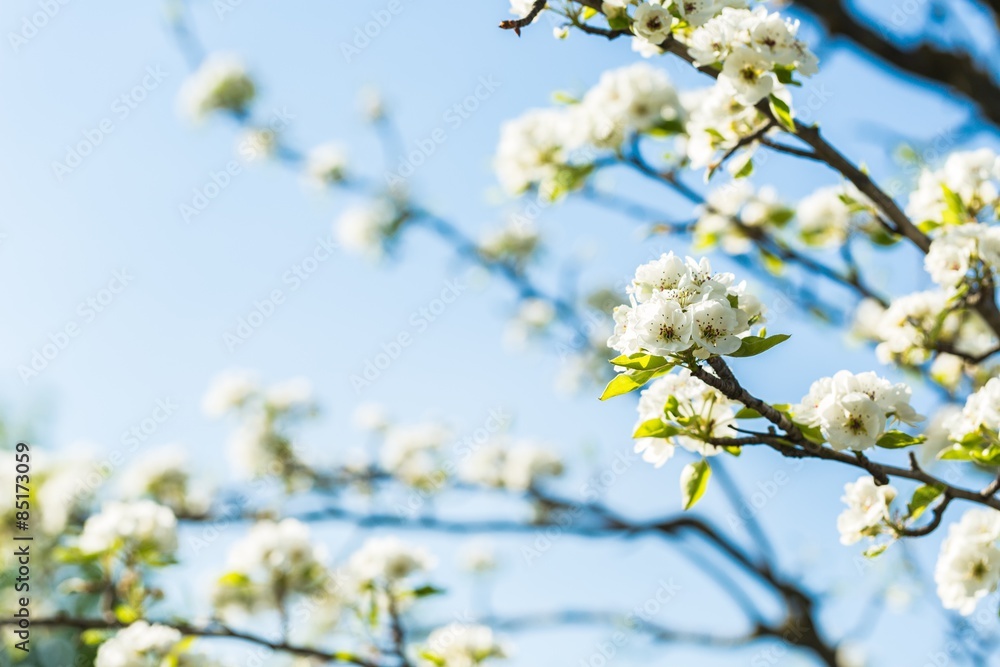 Spring, outdoor, sunlight. Spring, outdoor, sunlight.