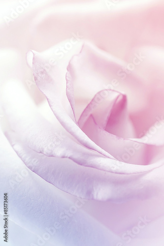sweet rose in soft color and blur style for background 