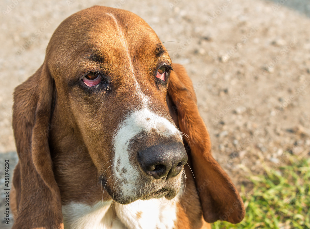 image of the face of a basset hound dog sitting upright gazing ahead with big droopy sad looking eyes image of the face of a basset hound dog sitting upright gazing ahead with big droopy sad looking eyes