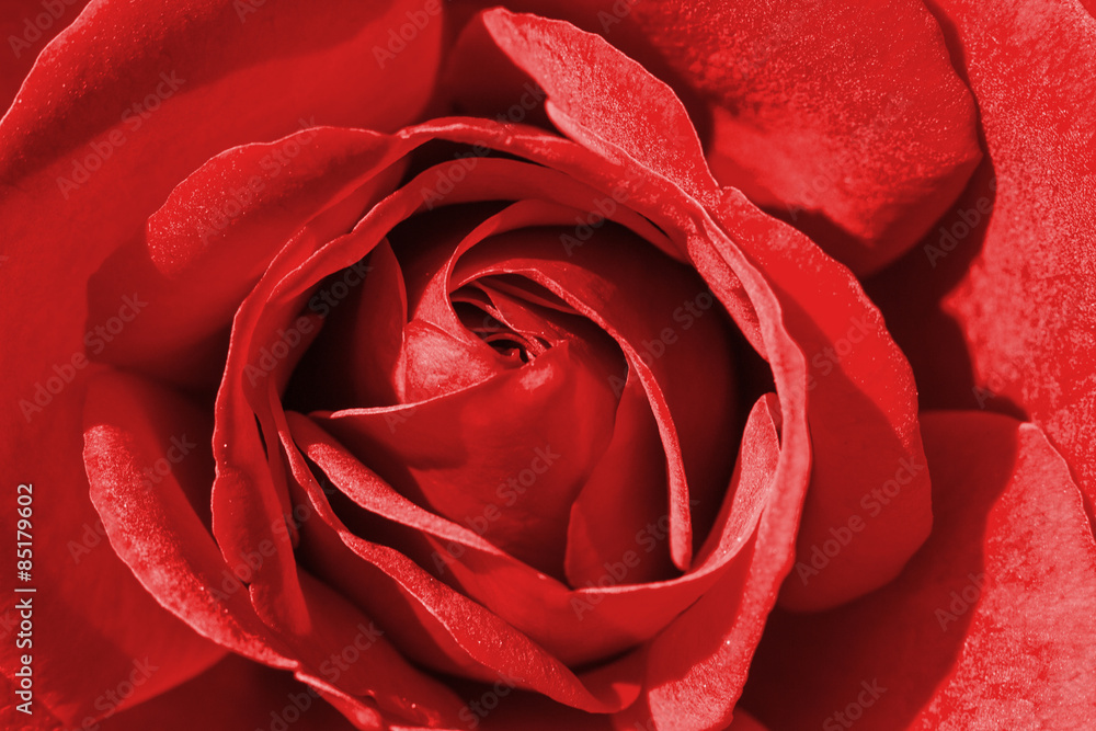 Colorful rose detail background Colorful rose detail background